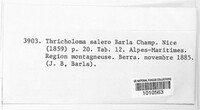 Tricholoma salero image